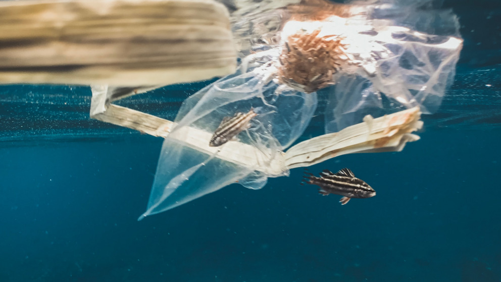 A sargasso fish caught in a plastic bag.